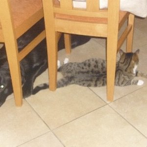 da wo Mouse ist ,ist auch Balou der passt immer auf :-)