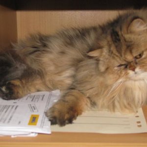 IMG 2669
Das ist Peppie,liegt gerne in Schränke..   :)