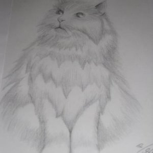 IMG 2706
Mein Verstorbener Pascha,Meine grosse Liebe! :(