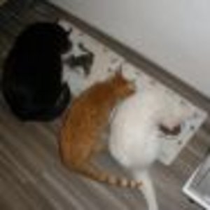 Raubtierfütterung avatar 3