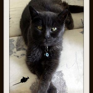 Cindy gestorben 22.11.2011