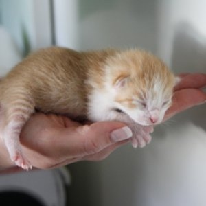 Möhre,der "Terminator" (Nr.2)