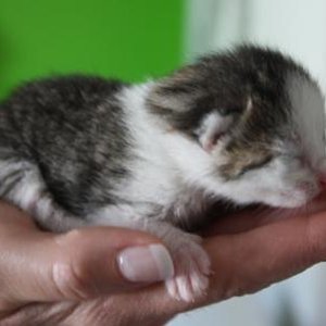 Weißer Tiger (Nr.5)