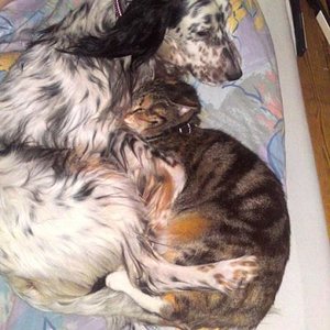 Meine Hündin und die Miez :)