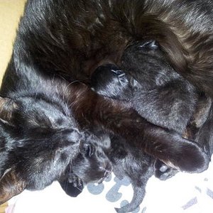 Emi und Ihre bisher 4 1/2 Tage alte Kitten