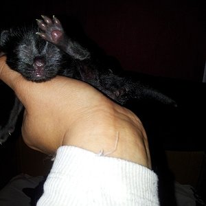 Nemo unser 3.Geborener und ein echter winzling der Jagt auf Pfunde machen muss