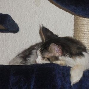 Peppone probiert den Kratzbaum zum schlafen aus :)