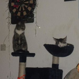 Mit Sunny auf dem Kratzbaum