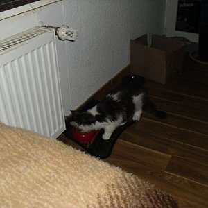 Mein "erstes" Fresserchen im neuen Zuhause