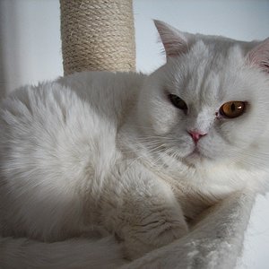 Merlin am 12.04.2012