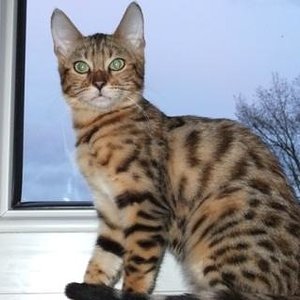 Bali´s zweiter Tag im neuen Zuhause.