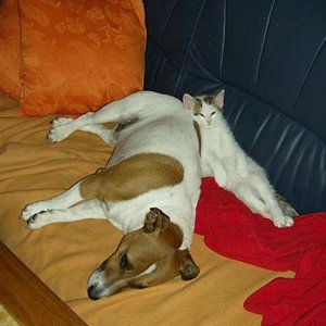 R.I.P mein liebster Tiger. Auch dein Freund vermisst dich sehr!