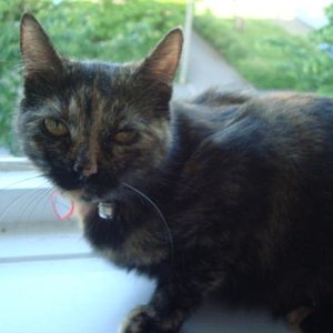 Kitty aufm Fensterbrett 1.