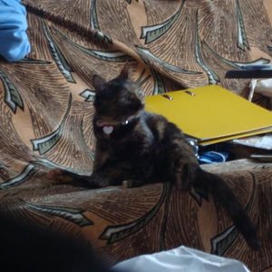 Kitty bei der Katzenwäsche