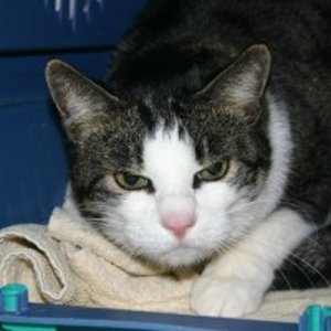 Tierheimfoto von Tommy