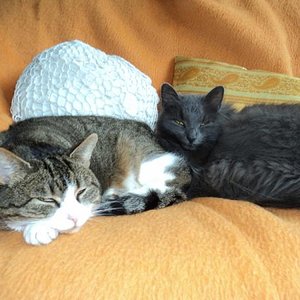 Mitzi mit Tara beim relaxen