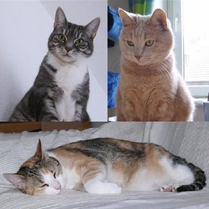 Gestatten, die drei Grazien: Jule, Maya und Gina