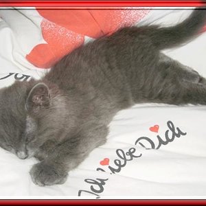 Tara-Sternchen als Kitten