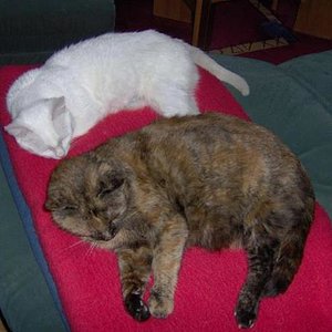 Emmy 1,5 J. und Mienchen fast 12 J.