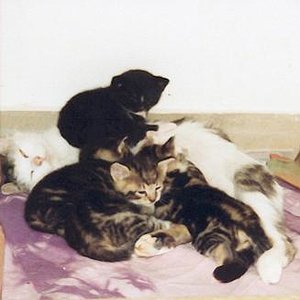 man beachte Gizmo oben - schon immer der Boss gewesen ;-)