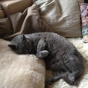 Senior (15) auf Couch`n