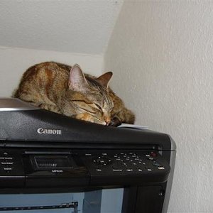 Sie bewacht den Drucker.