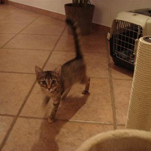 Da war unsere Mietz noch ganz klein. Der erste Abend außerhalb des Tierheims.