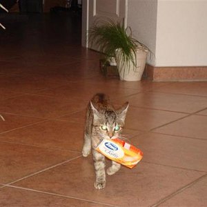 Ist sie vielleicht doch ein Hund?