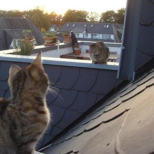 Bekanntschaft mit der Nachbarskatze