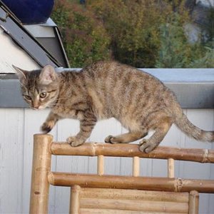 Balance-Akt alá Mietz