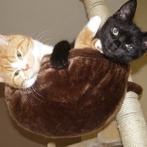 Der Tag an dem Zora einzog...nicht nur bei uns sondern auch bei Ranger liebe auf den ersten Blick