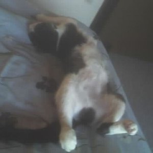 15.07.05 das war nach ihre op, kastration und entfernung der gebärmutterstränge die faustgroß entzündet waren