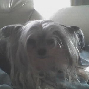 mein kleine maus hat tumore an der brustleiste und wiegt 1,2 kg