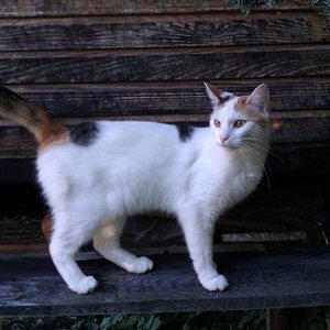 Mimi im Sommer 2011 im Garten