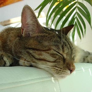 Fietz schlummert auf der Sofaecke, wie niedlich.