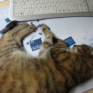 Wo gibt es denn sowas, einfach während der Arbeit schlafen :-).