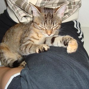 Fietzi ist meist recht kuschelbedürftig.