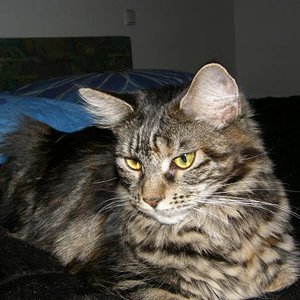 Am Anfang waren es Penny...