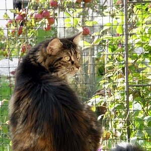 ...die kleine Penny musste ich nach acht Monaten über die Regenbogenbrücke gehen lassen...