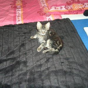 Meine kleine Fledermaus...hat mein Herz im Sturm erobert :-)