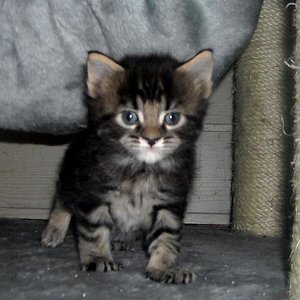 Erst habe ich mich in dieses Foto verliebt und heute liebe ich den ganzen Kater :-)