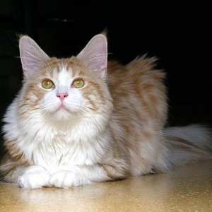 ...mein wunderschöner Quimby...