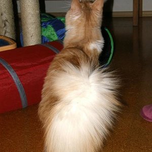 Wie ein Eichhörnchen :-)