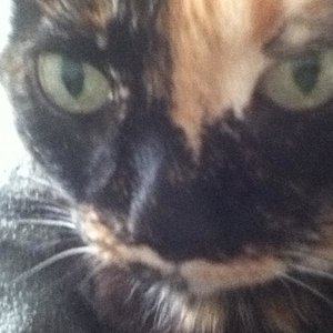 darf ich mich vorstellen, Miezie.
Grad im Arm und lass mich kabbeln und anstatt Bildchen zu machen, mach weiter! aber zack,zack *lol*