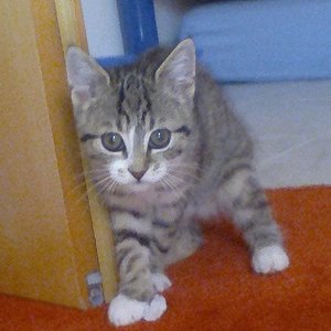 Maja überlebte als Einzige vom ganzen Wurf. Die Mutter ist umgekommen und die Geschwister von Maja sind alle verhungert.