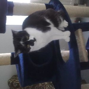 Nisha EKH 1994-2010
Meine erste unvergessene Katze
In meinem Herzen lebst Du weiter