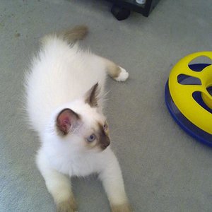 Snowy an seinem Einzugstag im August´11