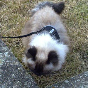 Samira beim Spaziergang
Bei mir ist sie mit dem Balkon zufrieden.
Bei meiner Mutter bettelt sie immer und will mit mir an die Luft.