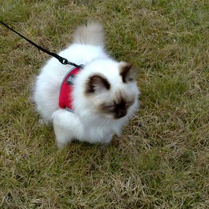 Snowy beim Spaziergang