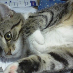 24 Der Schreibtisch ist urgemütlich.